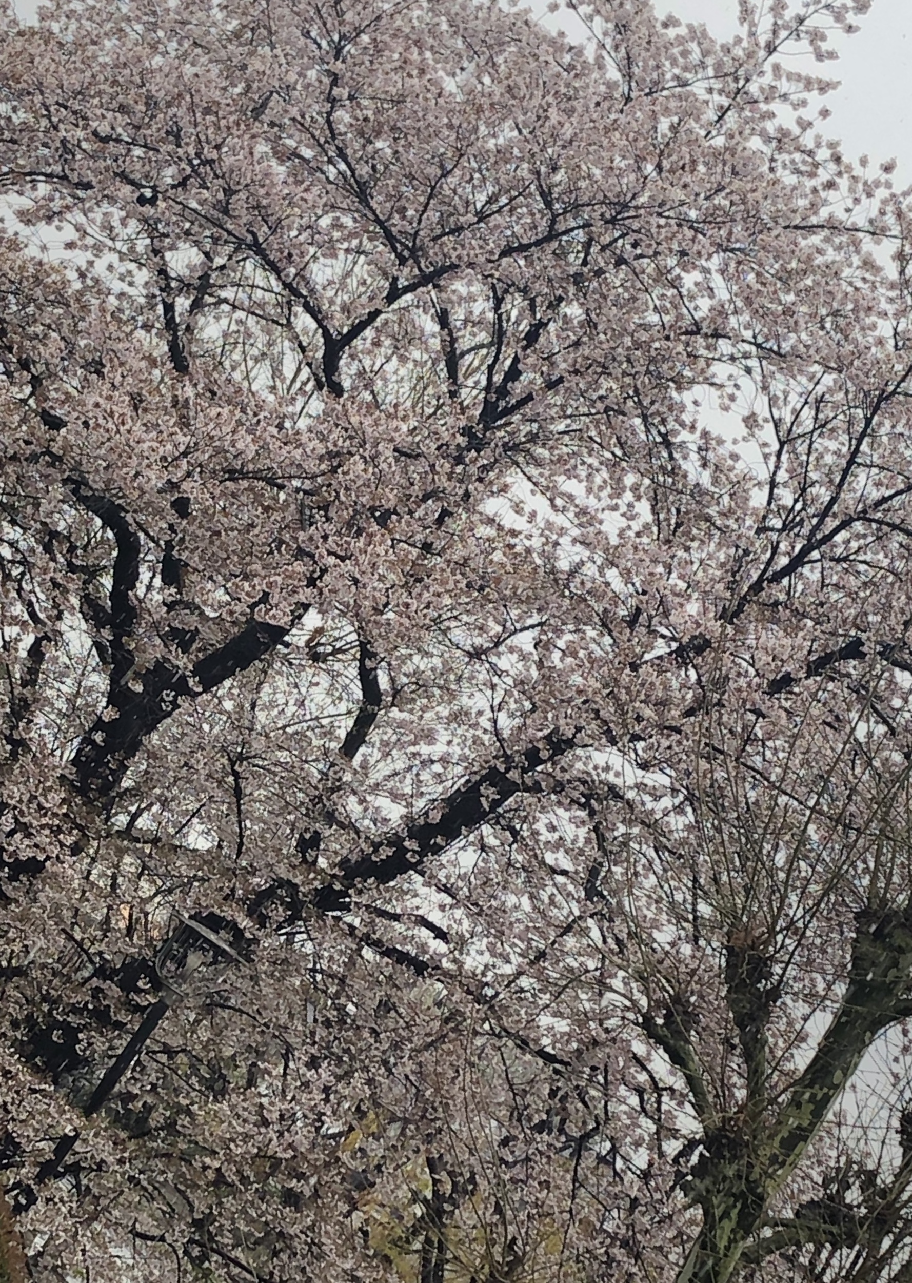 桜🌸と雪❄️