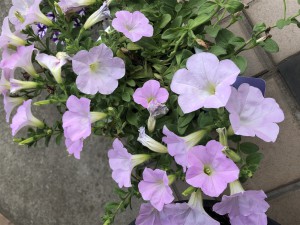 筋肉痛を和らげるアロマの香り🌸 筋肉痛を和らげるアロマの香り🌸