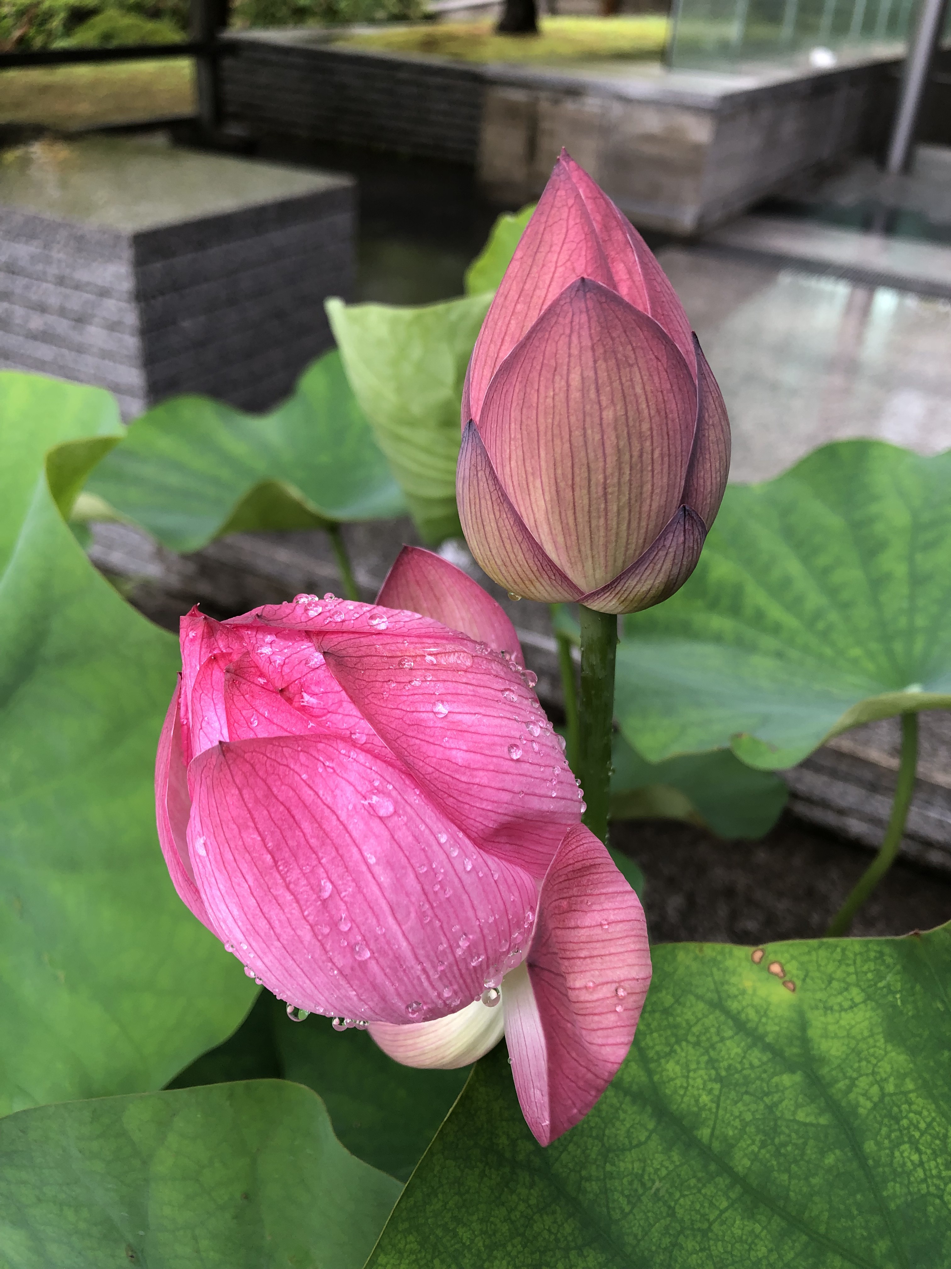 kay 京都で蓮の花に癒される