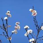 「冬桜」を見に行ってきました！お出かけの間は肩をほぐす☆